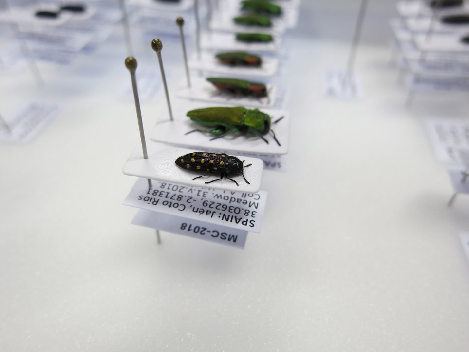 A row of beetle specimens preserved on some pinned cards.